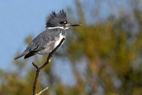 Belted kingfisher (Megaceryle alcyon), kingfisher on perch, Lake Kissimmee, Osceola County,