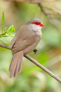Wave-astrild, (Estrolda astrild), family of the splendid finches, Garden Route National Park,