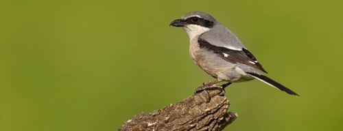 Great grey shrike (Lanius excubitor), Mediterranean Great Grey Shrike, Great Grey Shrike subspecies