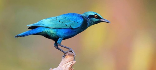 Lesser blue-eared starling (Lamprotornis chloropterus), Tendaba camp / Tendaba photo hid, Kwinella,