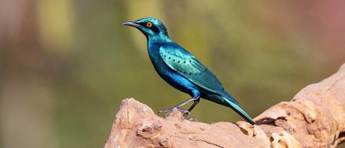 Lesser blue-eared starling (Lamprotornis chloropterus), Tendaba camp / Tendaba photo hid, Kwinella,