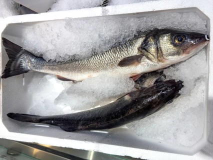 Display of fish caught whole fish European bass (Dicentrarchus labrax) also sea bass Loup de Mer