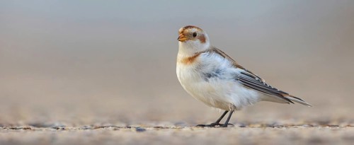 Snow bunting (Plectrophenax nivalis), family of tundra buntings, Helgoland Island,