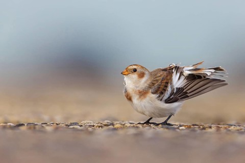Snow bunting (Plectrophenax nivalis), family of tundra buntings, Helgoland Island,