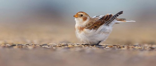 Snow bunting (Plectrophenax nivalis), family of tundra buntings, Helgoland Island,