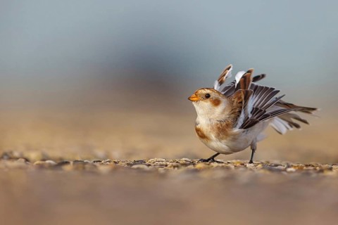 Snow bunting (Plectrophenax nivalis), family of tundra buntings, Helgoland Island,