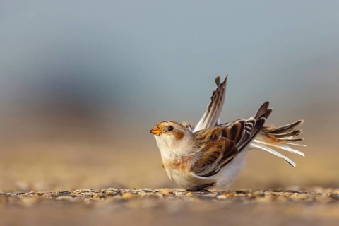Snow bunting (Plectrophenax nivalis), family of tundra buntings, Helgoland Island,