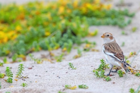 Snow bunting (Plectrophenax nivalis), family of tundra buntings, Helgoland Island,