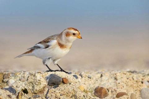 Snow bunting (Plectrophenax nivalis), family of tundra buntings, Helgoland Island,