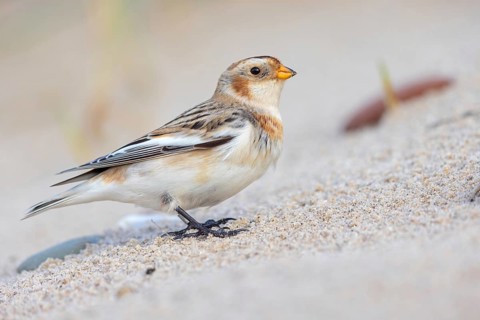 Snow bunting (Plectrophenax nivalis), family of tundra buntings, Helgoland Island,