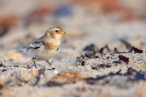 Snow bunting (Plectrophenax nivalis), family of tundra buntings, Helgoland Island,