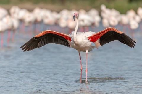 Flamingo (Phoenicopterus roseus) in a pond of a nature reserve. Saintes Maries de la Mer, Parc