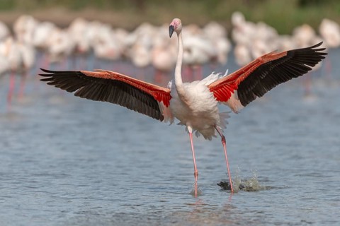 Flamingo (Phoenicopterus roseus) in a pond of a nature reserve. Saintes Maries de la Mer, Parc