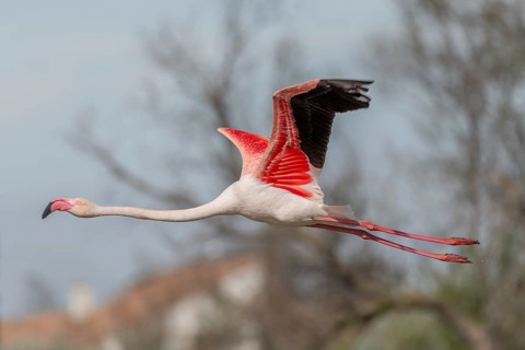 Flamingo (Phoenicopterus roseus) flying over a pond in spring. Saintes Maries de la Mer, Parc