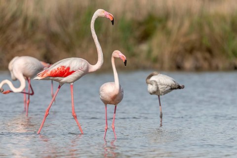 Flamingo (Phoenicopterus roseus) in a pond of a nature reserve. Saintes Maries de la Mer, Parc