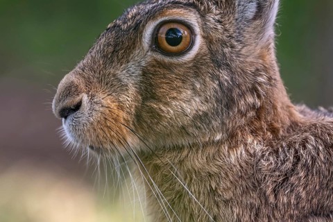 Portrait of a European hare (Lepus europaeus) Brown hare sitting on the ground and observing the