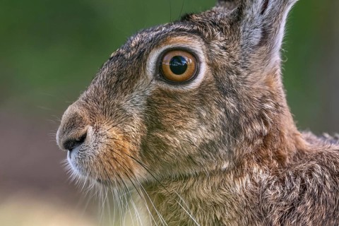 Portrait of a European hare (Lepus europaeus) Brown hare sitting on the ground and observing the