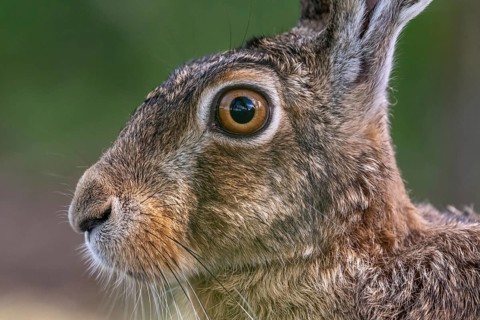 Portrait of a European hare (Lepus europaeus) Brown hare sitting on the ground and observing the
