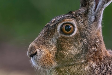 Portrait of a European hare (Lepus europaeus) Brown hare sitting on the ground and observing the