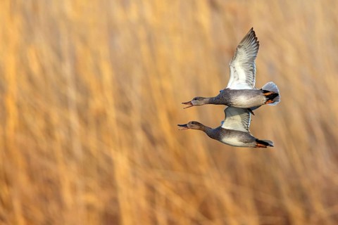 Gadwall, (Anas strepera), Mareca strepera, two ducks in flight, Wagbachniederung, Waghausel,