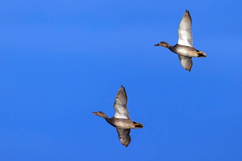 Gadwall, (Anas strepera), Mareca strepera, two ducks in flight, Wagbachniederung, Waghausel,