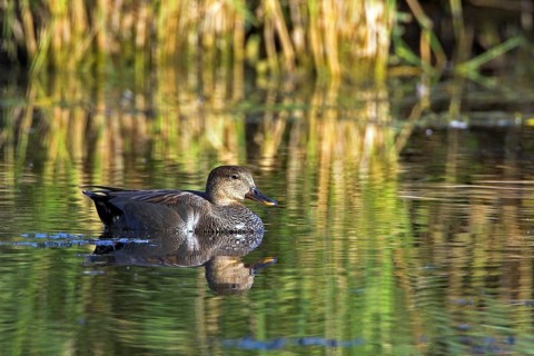 Gadwall, (Anas strepera), Mareca strepera, Wagbachniederung, Baden-Württemberg, Federal Republic of