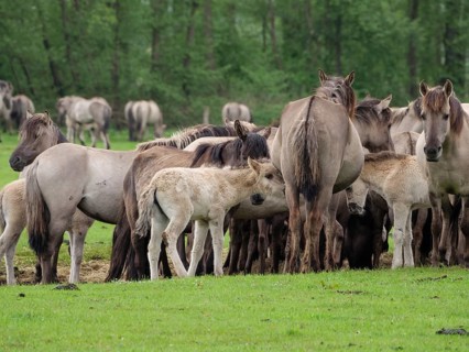 A herd of horses stands close together in a green meadow near a forest, merfeld, münsterland,