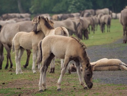 Several foals and horses in a large herd grazing together in a spacious meadow, merfeld,
