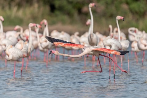 Flamingo (Phoenicopterus roseus) jumping out of a pond. Saintes Maries de la Mer, Parc naturel