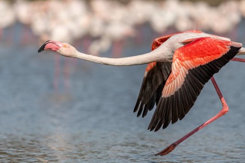 Flamingo (Phoenicopterus roseus) jumping out of a pond. Saintes Maries de la Mer, Parc naturel