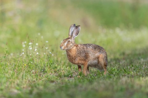 European hare (Lepus europaeus) Brown hare in motion hopping in a meadow. Kaiserstuhl, Freiburg im