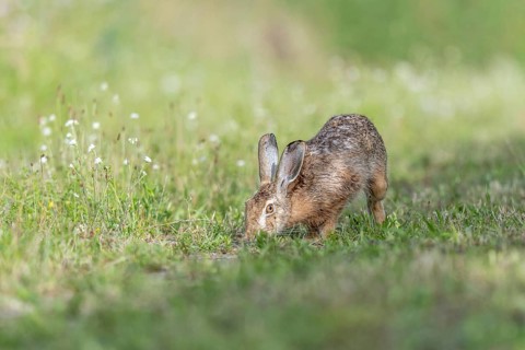 European hare (Lepus europaeus) Brown hare smelling odours on the ground in a meadow. Kaiserstuhl,