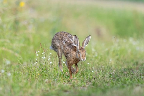 European hare (Lepus europaeus) Brown hare in motion hopping in a meadow. Kaiserstuhl, Freiburg im