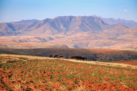 Shepard with animals in Lesotho