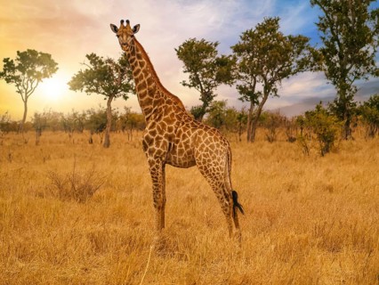 Giraffe, Giraffa camelopardalis on savannah in Africa at sunset