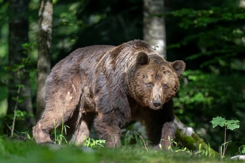 European brown bear (Ursus arctos arctos) in the forest, adult male, Notranjska region, Slovenia,