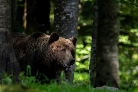 European brown bear (Ursus arctos arctos) in the forest, Notranjska region, Slovenia, Europe
