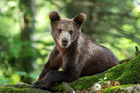 European brown bear (Ursus arctos arctos) in the forest, young, Notranjska region, Slovenia, Europe