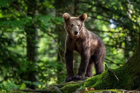European brown bear (Ursus arctos arctos) in the forest, Notranjska region, Slovenia, Europe