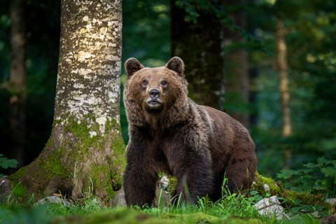 European brown bear (Ursus arctos arctos) in the forest, Notranjska region, Slovenia, Europe