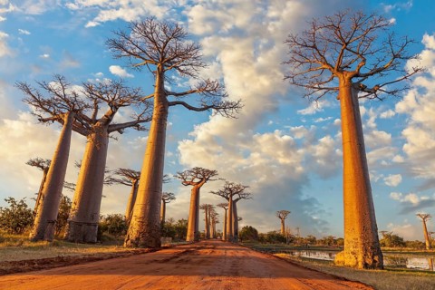 The Avenue of the Baobabs in the afternoon light with beautiful clouds in the sky
