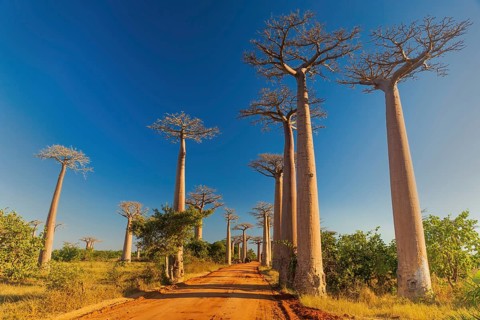 The Avenue of the Baobabs in the afternoon light