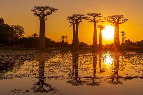 Amazing sunset with reflection in the pond at the Avenue of the Baobabs near Morondava