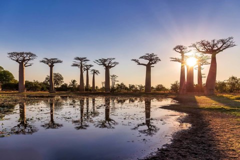 Amazing sunset with reflection in the pond at the Avenue of the Baobabs near Morondava