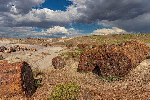 Petrified wood of the Petrified Forest National Park in Arizona