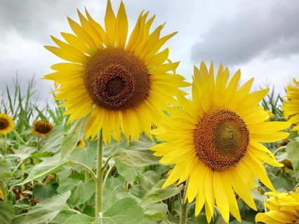 Two vibrant sunflowers (Helianthus) stand tall against a backdrop of green leaves and a cloudy sky