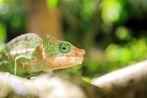 Female Parson's Chameleon sitting on tree branch at Madraka Reptile Farm, Madagascar, Africa