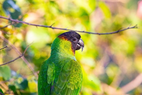 Nanday parakeet (Aratinga nenday) Pantanal Brazil