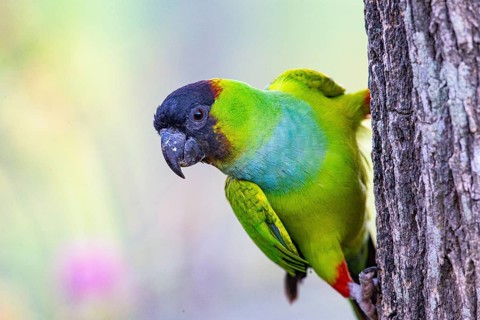 Nanday parakeet (Aratinga nenday) Pantanal Brazil