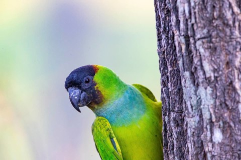 Nanday parakeet (Aratinga nenday) Pantanal Brazil